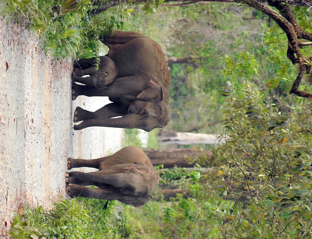 Cover_Raimona Wildlife Park Assam